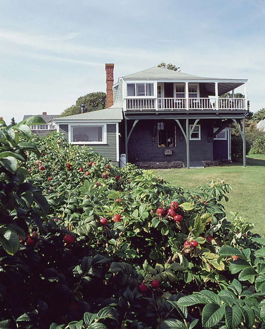 A shingled house with a large second-story porch viewed from behind a rose bush laden with red hips.